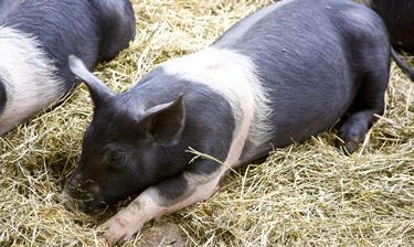 click here to read more about Perkins Pig